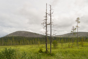 Obraz premium Grant and mountains in the background in Lapland in the North of Finland
