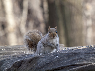 Sciurus carolinensis, common name eastern
