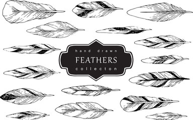 Decorative Feather vector set. Hand-drawn illustration