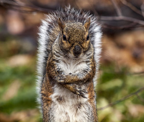 Sciurus carolinensis, common name eastern