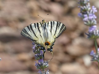 Segelfalter auf Lavendel