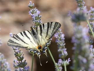 Segelfalter auf Lavendel