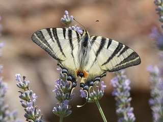 Segelfalter auf Lavendel