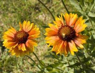 Two yellow rudbeckia