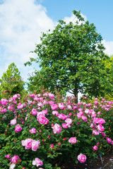 Rose Garden,Rosa Skylark