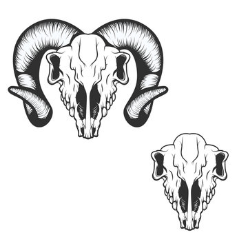 ram skull. vector illustration.