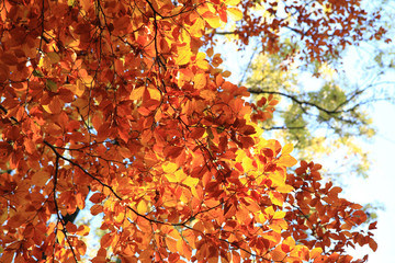 autumn leaves background