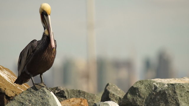 San Diego Skyline Pelican