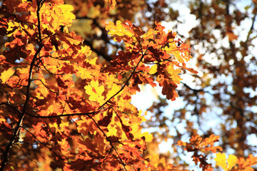autumn oak tree leaves background