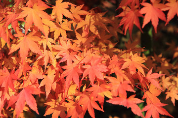 autumn leaves background