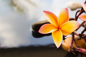 Beautiful flower plumeria or frangipani on water and pebble rock
