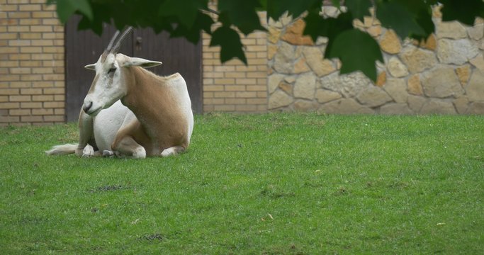 Single Scimitar-Horned Oryx is Lying on Meadow, Building