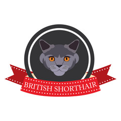 flat icon pedigreed cat british shorthair