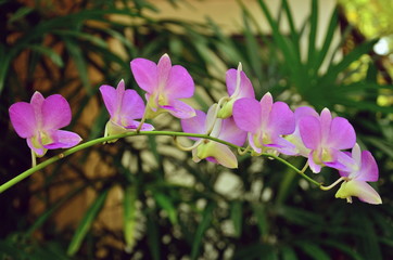 Orchids