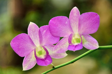 Orchids