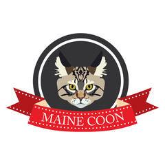 flat icon pedigreed cat maine coon