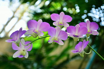 Orchids
