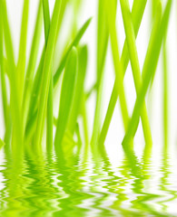 Green grass in water reflection, nature background