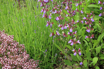 Sage, lavender and wild thyme in eco -friendly backyard formal garden, vegetable garden. Herbarium. 