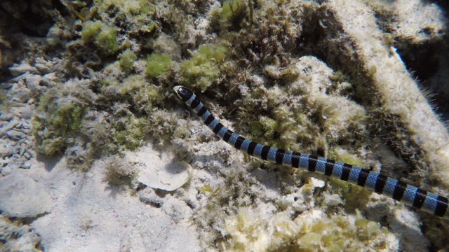 Banded Sea Snake on coral reef.tropical underwater world.Diving and snorkeling in the tropical sea.Travel concept,Adventure concept.