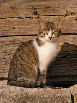 Cat posing in front of a wooden door