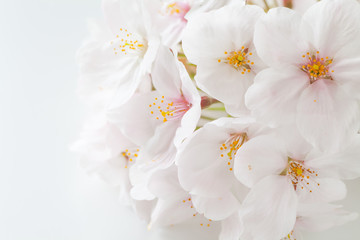 Fototapeta na wymiar Close - up beautiful cherry blossom sakura flower