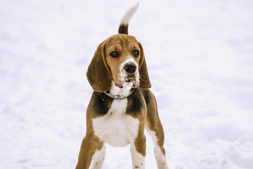 Beagle dog in snow in winter