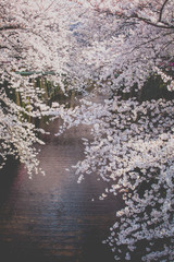 Obraz na płótnie Canvas Beautiful sakura cherry blossom at Nakameguro Tokyo, Japan