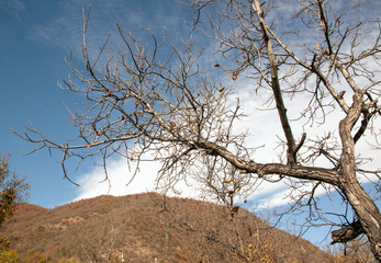dry branch of old tree under sky and clouds
