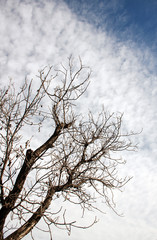 dry branch of old tree under sky

