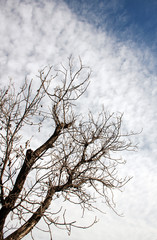 dry branch of old tree under sky
