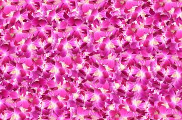 violet orchid flowers background