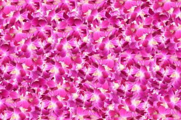 violet orchid flowers background