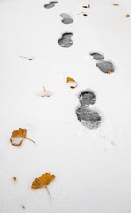 footprints in the snow with ginkgo leaves around
