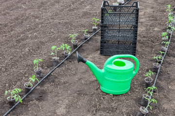 Tomato seedlings prepared for planting