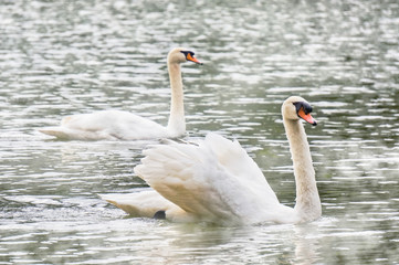 Two white swans swimming in the lake in PangUng, Maehongsorn, Thailand. Mist above the water