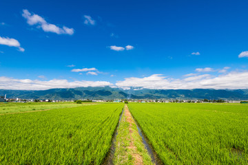 Fototapeta premium 信州 安曇野の田園風景