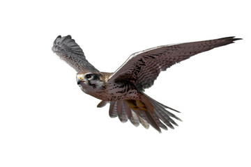 Obraz premium Prairie Falcon