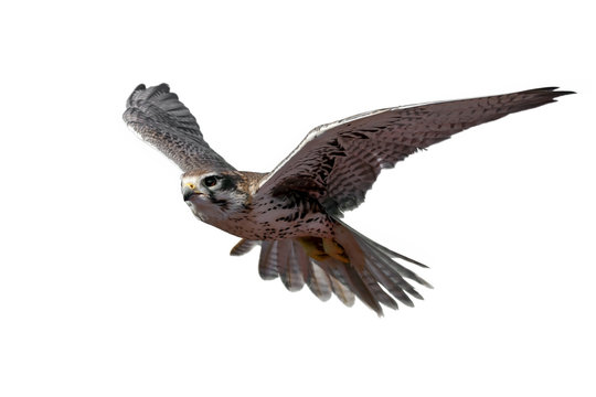 Prairie Falcon