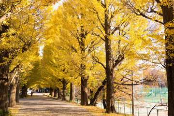 銀杏並木