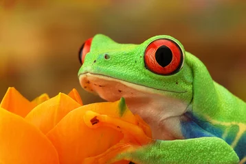 Foto op Plexiglas Kikker Portret van een groene boomkikker met rode ogen op een beige achtergrond. Rode-ogen zicht