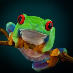 Green tree frog with orange legs and red eyes hanging on a branch on a dark background 
