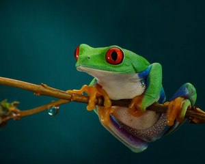 Green tree frog with orange legs and red eyes hanging on a branch on a dark background 