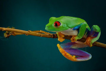 Green tree frog with orange legs and red eyes hanging on a branch on a dark background 