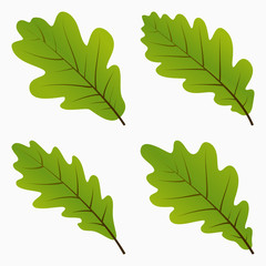 Green Oak Leaves