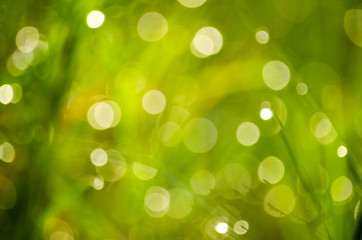 Obraz premium blur green grass background