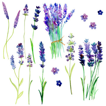 Isolated Provence lavender flowers. Watercolor floral set for your design.