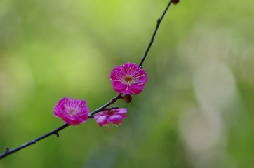 Red colored ume blossom 