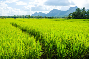 rice field