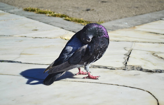 pigeon scraped - pigeon on the pavement - bird icon